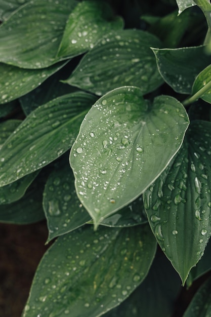 Feuilles vertes hosta Plante herbacée vivace de la famille des asperges Arrière-plan floral flou