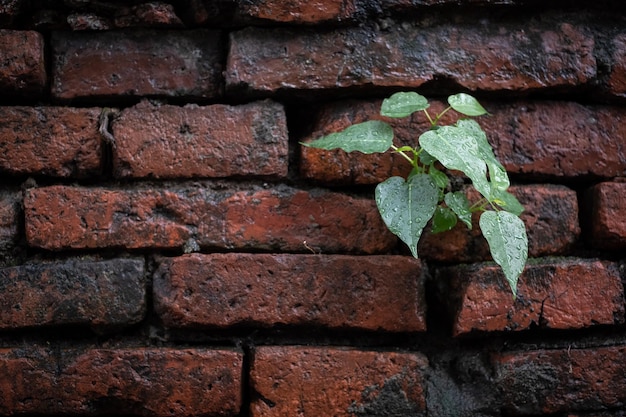 Feuilles vertes humides dans l'ancien vieux mur de briques