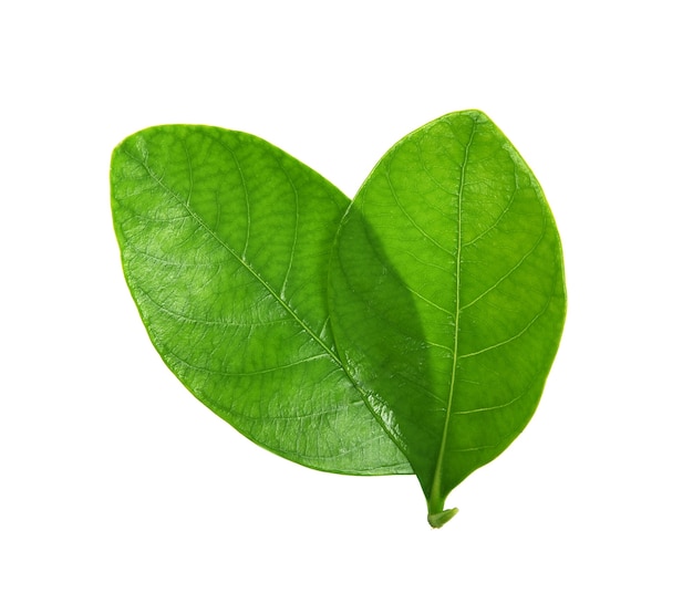 Feuilles vertes isolées sur fond blanc