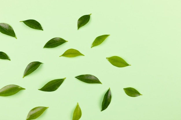 Feuilles vertes isolées sur vert