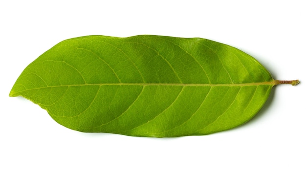 Photo feuilles vertes isolés sur fond blanc