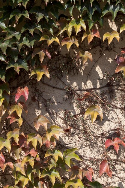 Photo des feuilles vertes jaunes rouges de raisins sauvages contre le mur de la maison