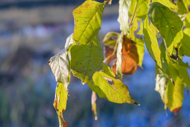 Les feuilles vertes jaunissent le matin