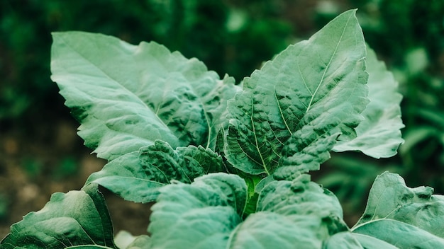 Feuilles vertes d'un jeune tournesol avec un pigment verdâtre attrayant