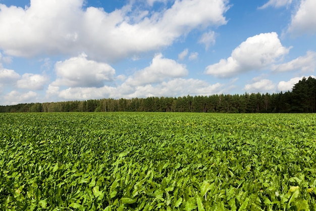 Feuilles vertes de jeunes betteraves sur le terrain, paysage d'été