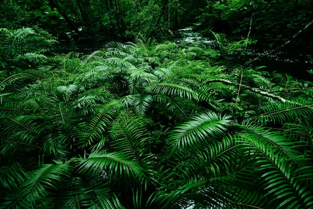 feuilles vertes sur jungle sombre