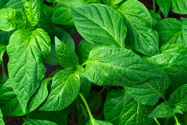 Les feuilles vertes et juteuses du poivre bulgare sont couvertes de rosée en gros plan. Fond de plantes.