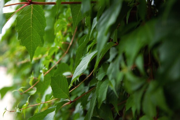 feuilles vertes libre à l'extérieur dans le parc