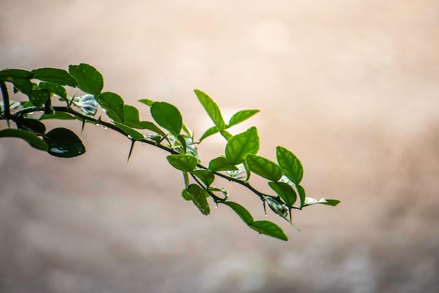 Feuilles vertes de lime kaffir dans la nature