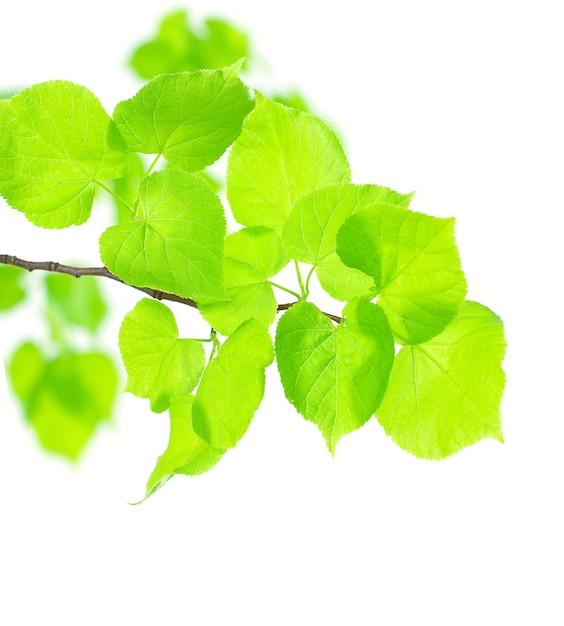 Feuilles vertes Lnden isolé sur mur blanc