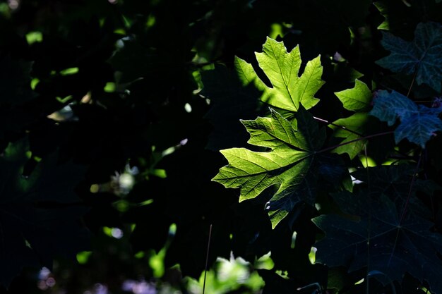 Feuilles vertes avec la lumière du soleil traversant