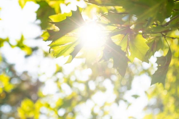 Feuilles vertes et lumière du soleil