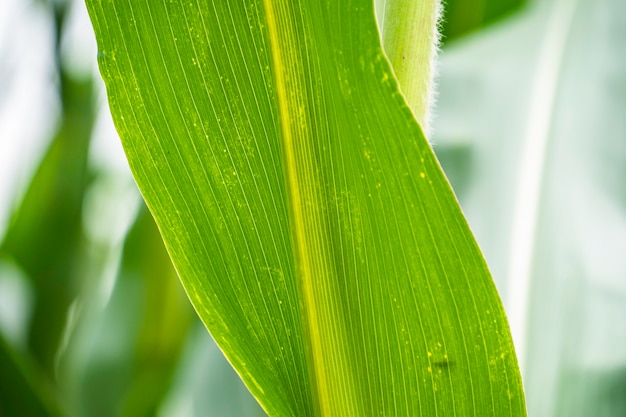 Feuilles vertes de maïs avec arrière-plan flou