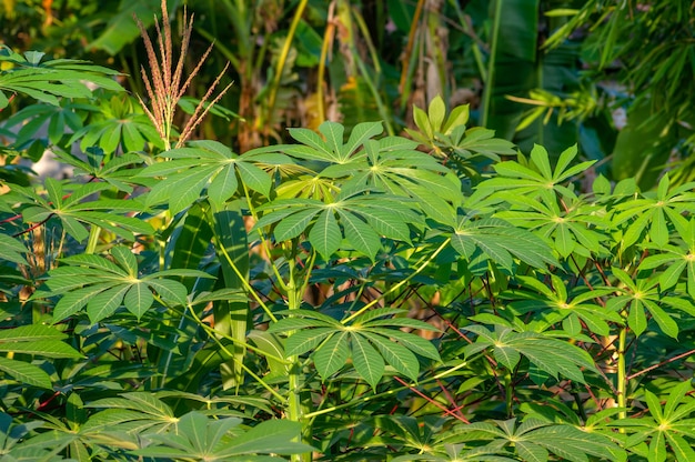 Feuilles vertes de manioc (Manihot esculenta), communément appelées manioc de manioc, ou yuca, en mise au point peu profonde. Il peut être utilisé pour les légumes.