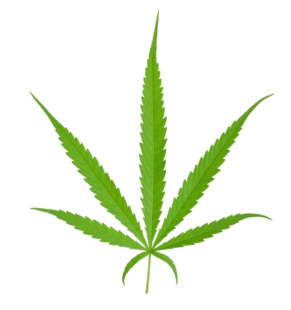 Feuilles vertes de marijuana de cannabis frais isolés sur une surface blanche avec un tracé de détourage