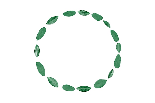 Photo feuilles vertes menthe comme cadre de cercle isolé sur fond blanc espace de copie vide pour le texte de conception