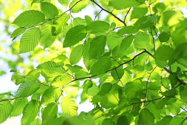 Feuilles vertes Milieux de printemps