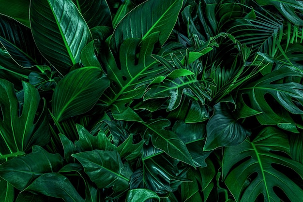 Feuilles vertes de Monstera ou Monstera Deliciosa dans des tons sombres Oiseau de pin de plante de caoutchouc de palmier de Monstera