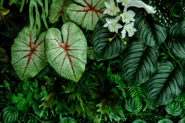 Feuilles vertes de Monstera ou Monstera Deliciosa dans des tons sombres Pin de plante de caoutchouc de palmier de Monstera