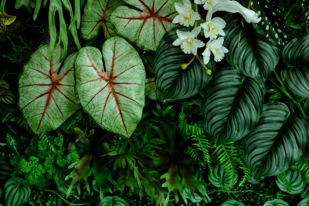 Photo feuilles vertes de monstera ou monstera deliciosa dans des tons sombres pin de plante de caoutchouc de palmier de monstera