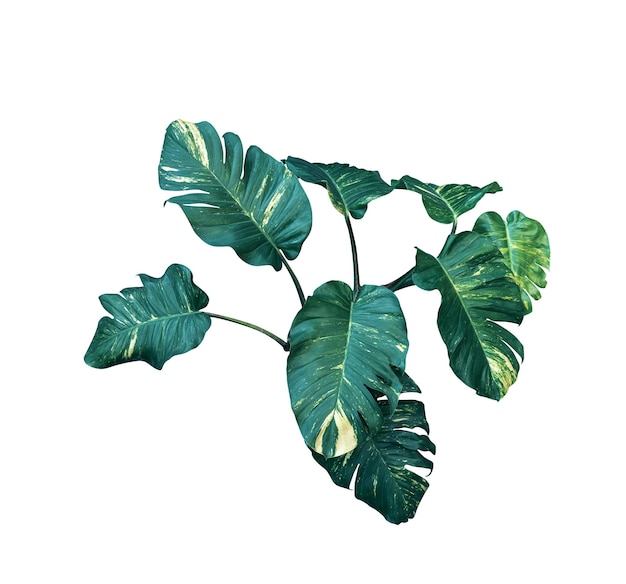 feuilles vertes motif de feuillage Epipremnum aureum isolé sur fond blanc feuille exotique tropicale diables lierre pothos doré incluent le chemin de coupe
