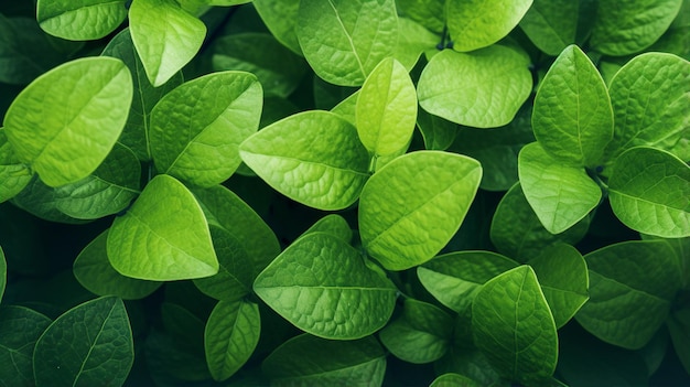 Feuilles vertes motif fond d'été lumineux