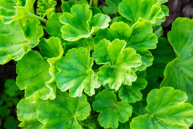 Feuilles vertes motif géranium