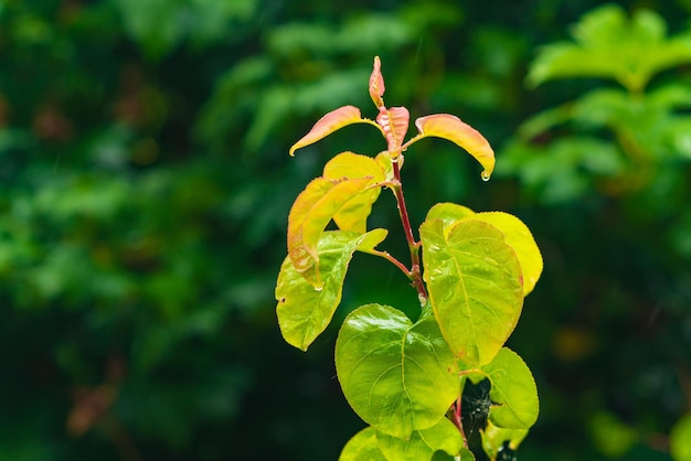 Feuilles vertes mouillées après la pluie