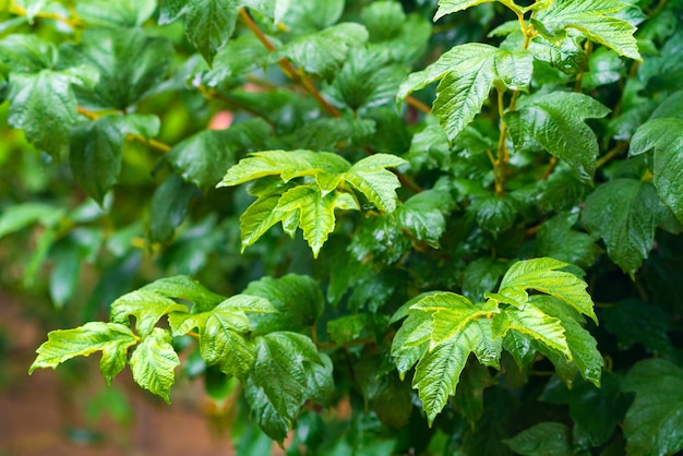 Feuilles vertes mouillées après la pluie