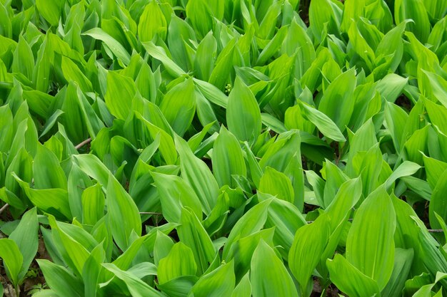 Feuilles vertes muguet Jeunes muguet dans la forêt de printemps