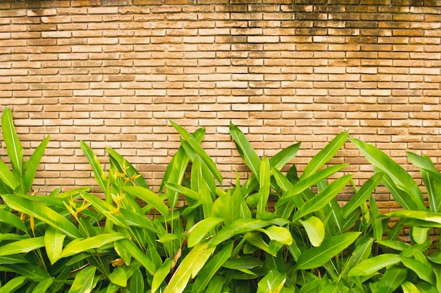 Feuilles vertes sur le mur