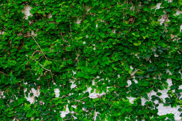 Feuilles vertes sur un mur