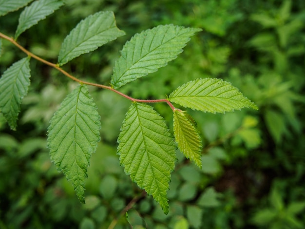 feuilles vertes sur la nature