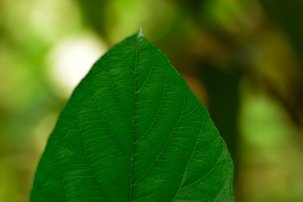 Feuilles vertes naturelles Aspect beau et rafraîchissant