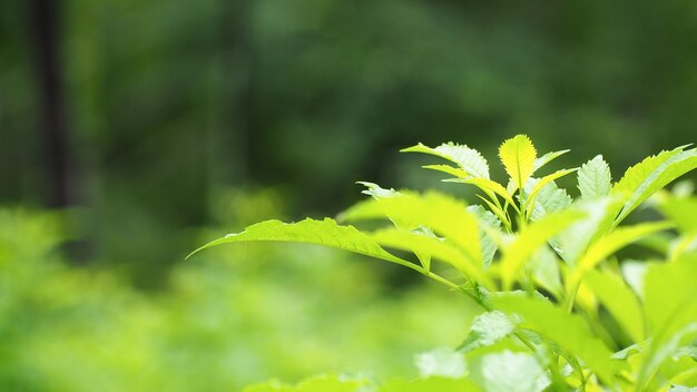 Feuilles vertes naturelles avec flou bokeh printemps ou fond d&#39;été, concept d&#39;écologie