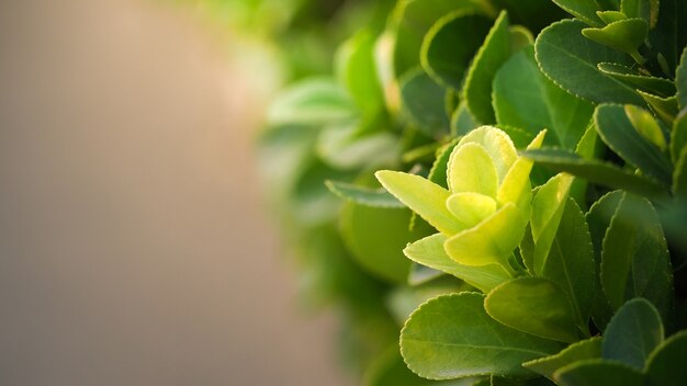 Feuilles vertes naturelles avec fond flou bokeh printemps ou en été, concept d&#39;écologie