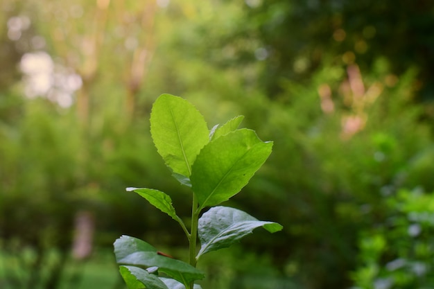 Photo feuilles vertes naturelles rafraîchissantes