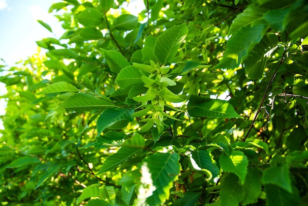 Feuilles vertes de noisette avec fond d'été de fleurs