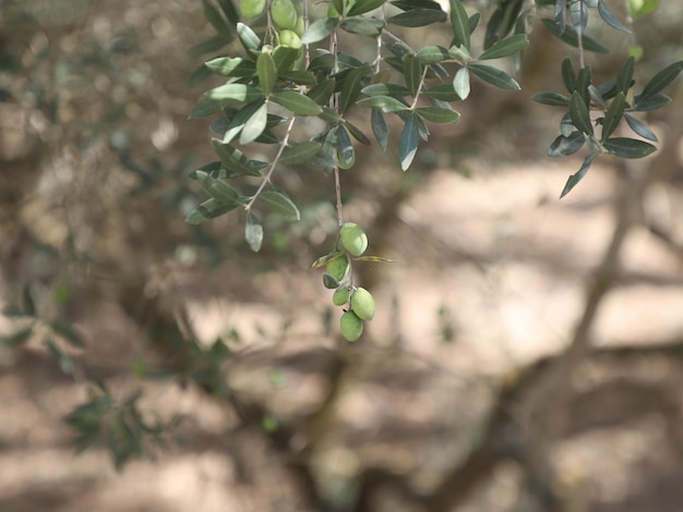 Feuilles vertes d'olive sur fond de nature de verdure floue Photo gratuit