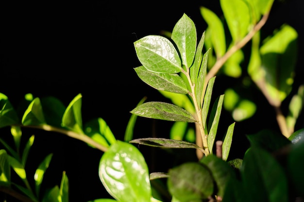 Les feuilles vertes ont émergé de l'obscurité comme symbole du désir de lumière et de développement