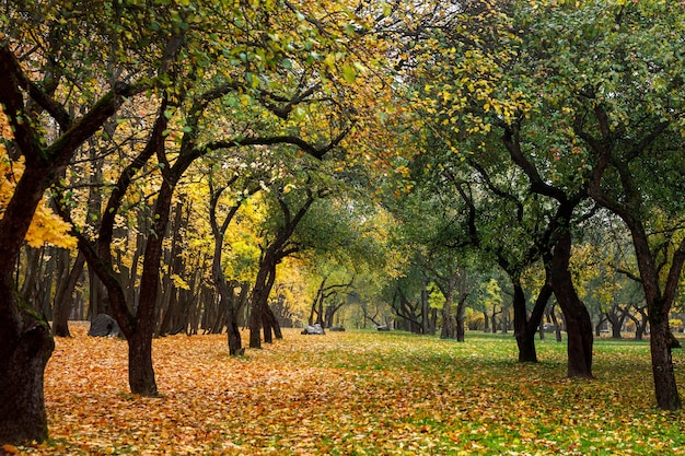 Feuilles vertes et orange dans la forêt d'automne.