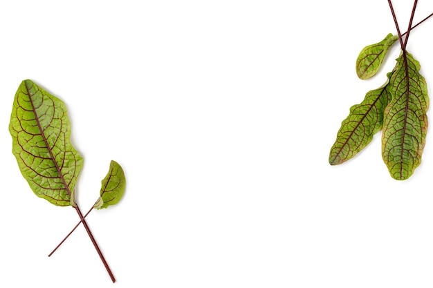 Feuilles vertes d'oseille isolées sur blanc Mise à plat de feuilles de salade fraîches Oseille micro veinée rouge