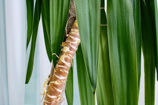 Photo feuilles vertes d'un palmier agrandi de plante d'intérieur