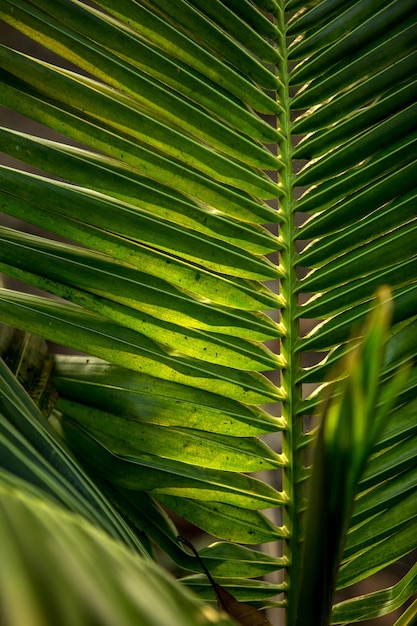 Feuilles vertes de palmier au coucher du soleil