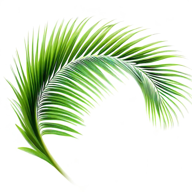 Feuilles vertes de palmier cocotier flexion isolé sur fond blanc