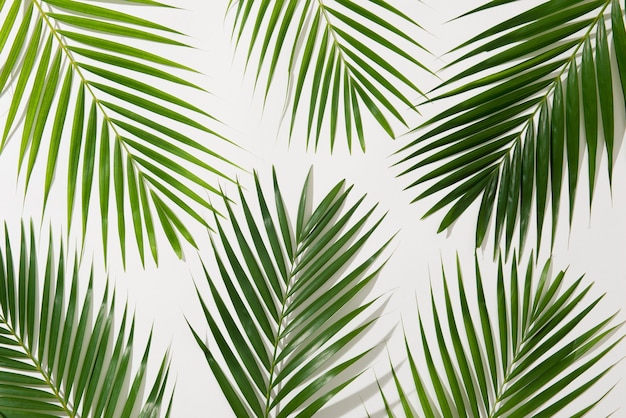 Feuilles vertes de palmier sur fond blanc