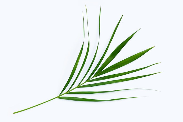 Feuilles vertes de palmier sur fond blanc