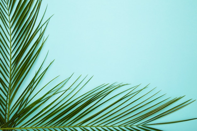 Feuilles vertes de palmier sur fond bleu