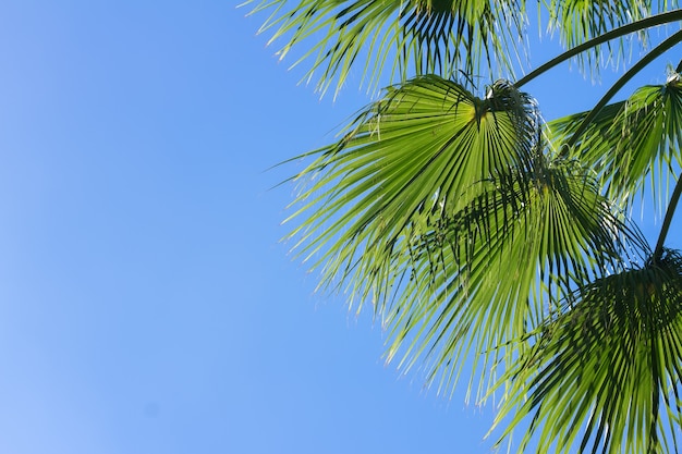 Feuilles vertes de palmier sur fond de ciel bleu clair