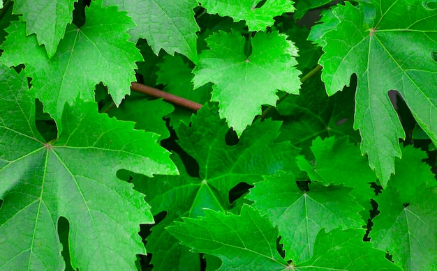 Feuilles vertes de parthenocissus sur le fond vert naturel de clôture